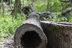 habitat creation habitat creation