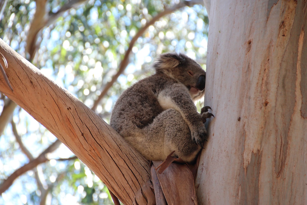 koala koala