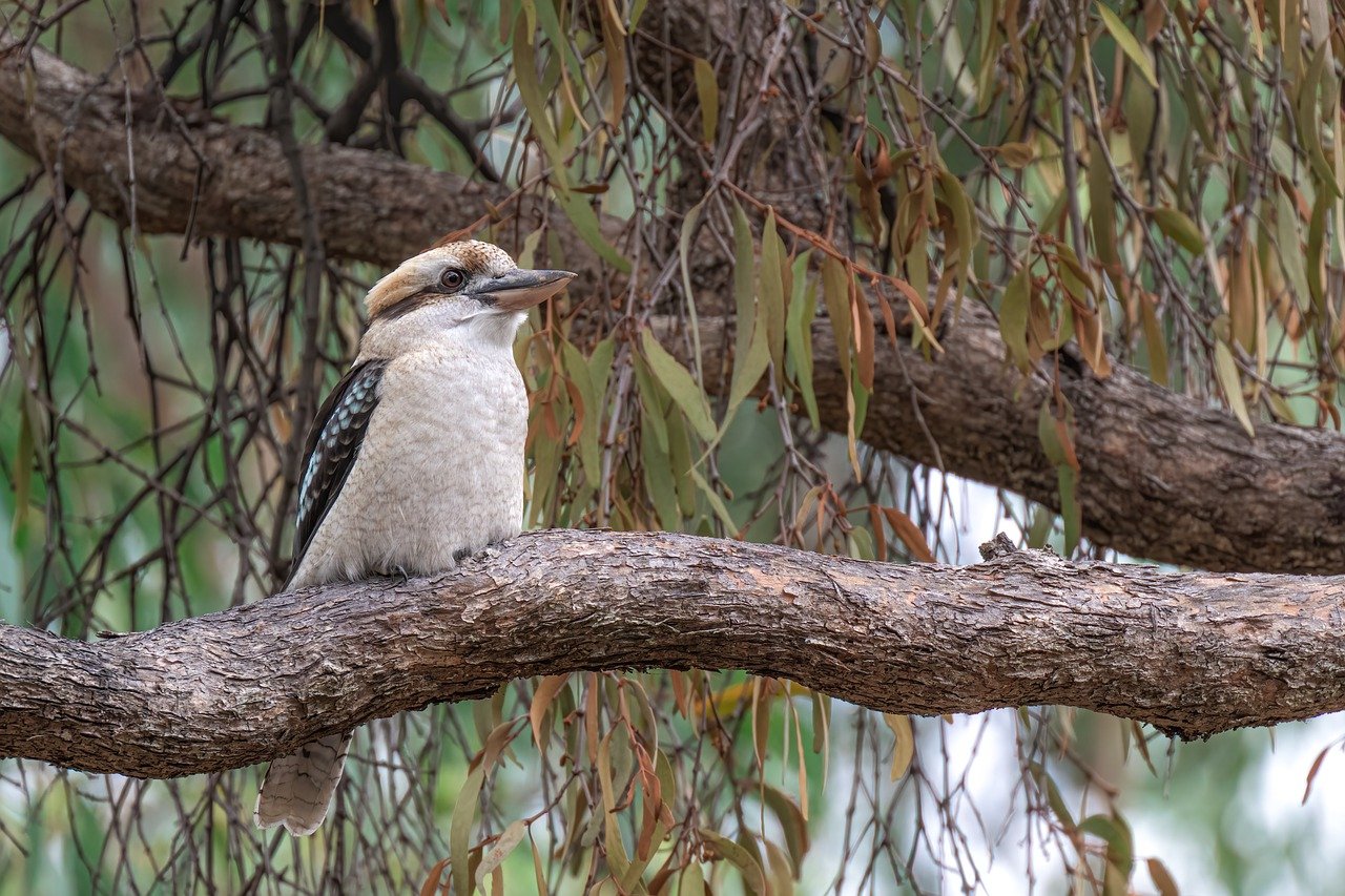 kookaburra kookaburra